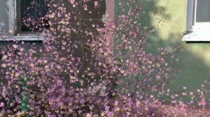 ВАСИЛИСТНИК. РЕДКИЙ, КРАСИВЫЙ ЦВЕТОК. ПОДРОБНЫЙ ОБЗОР. ЦВЕТЕНИЕ РОЗЫ ДАБЛ ДЕЛАЙТ. Многолетние цветы