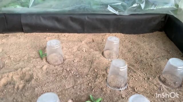 ДЕЛАЮ ЧЕРЕНОЧНИК ДЛЯ УКОРЕНЕНИЯ ГОРТЕНЗИЙ. Готовлю одревесневшие черенки к посадке.