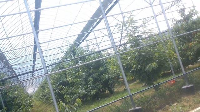 Черешня боги. смотреть онлайн