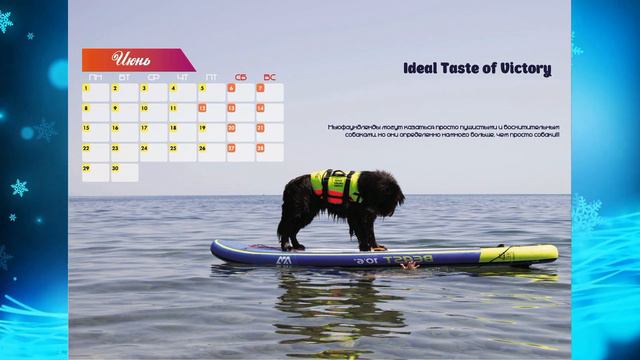 Календарь ньюфаундленд 2020 \ the calendar Newfoundland 2020 смотреть онлайн