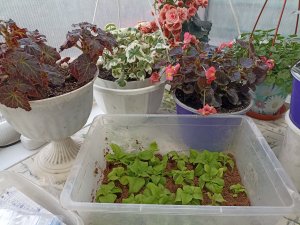 Сибирь. Черенкуем Петунию в вермикулит.