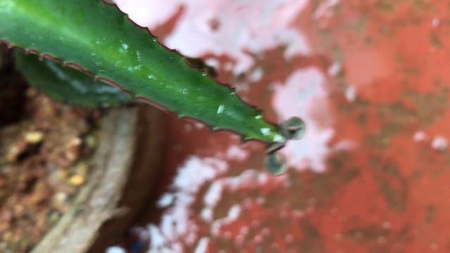 || KALANCHOE & BRYOPHYLLUM || CARE TIPS ||