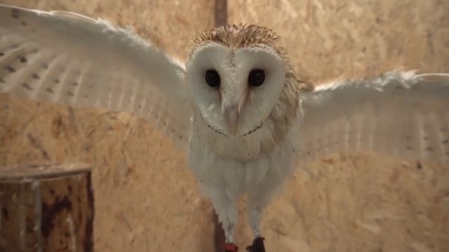 Сова шалит, купается и ругается - озорная сипуха Тютелька смотреть онлайн