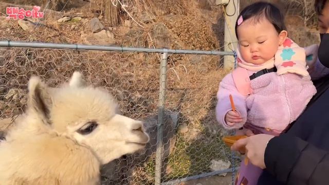 [SUB] 알파카 심기불편하지않게 해드리고 오기 (무등산 알파카카페) смотреть онлайн