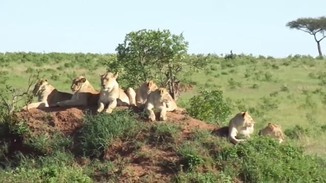 Maasai Mara National Reserve | Travel Vlog