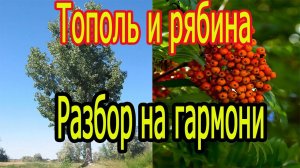 Тополь и рябина // разбор на гармони