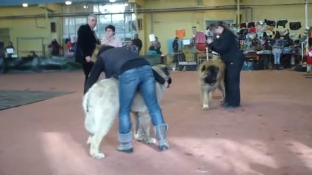 Кавказкая овчарка смотреть онлайн