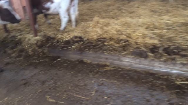 Уборка в навесе для молочных коров после зимы