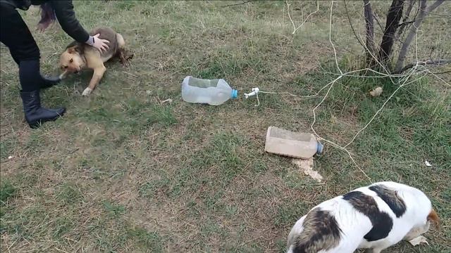 Бездомные собачки и щенки. Homeless dogs and puppies. смотреть онлайн