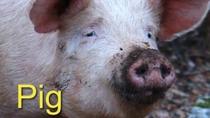 Домашние животные для детей на английском языке. Голоса животных. Как говорят животные HD