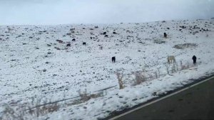 КАЗАХСТАН - ШЫМКЕНТ ГОРЫ НА КОТОРЫЕ СТОИТ ПОСМОТРЕТЬ!