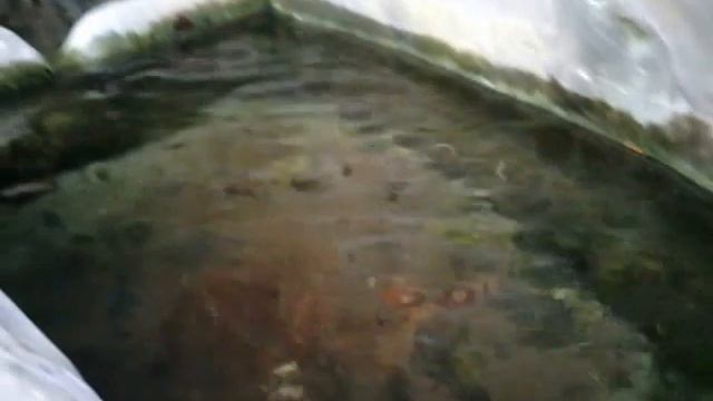Родник Лягушка Феодосия Коктебель смотреть онлайн