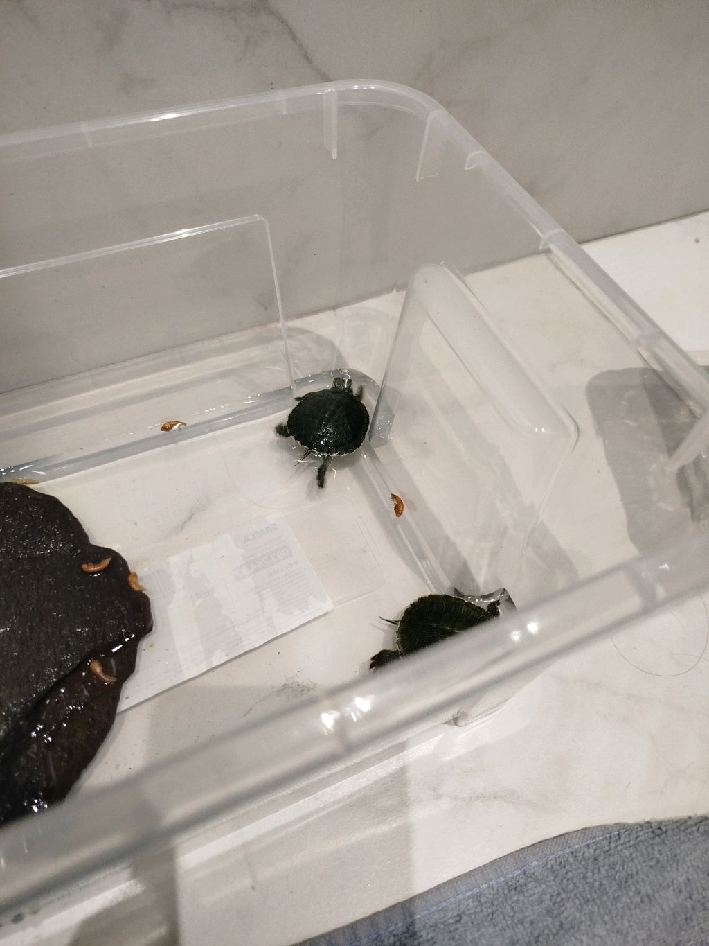 рассказываю о своих двух черепашек смотреть онлайн