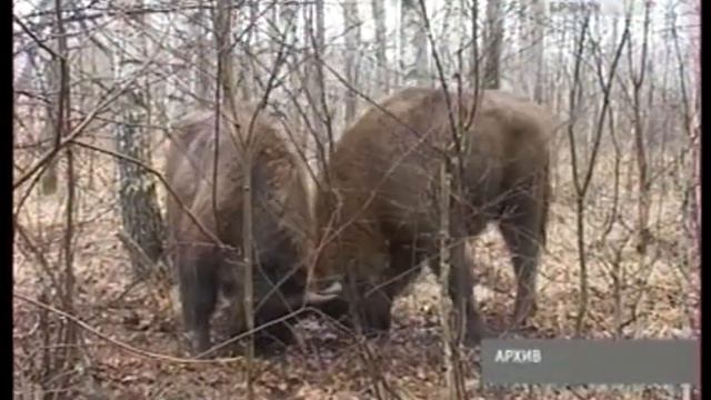 Первые зубры прибыли в «Брянские лес» смотреть онлайн