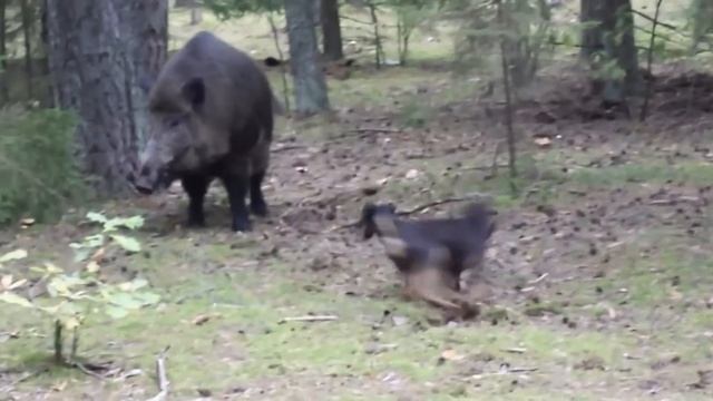 Невероятные Сражения Дикого Кабана Снятые На Камеру... смотреть онлайн