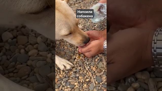 Новороссийск #животные #домашниеживотные #собакен #собака #пёс #кабель #море #пляж #морезовёт #добр смотреть онлайн