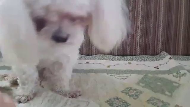 Четвероногий гурман