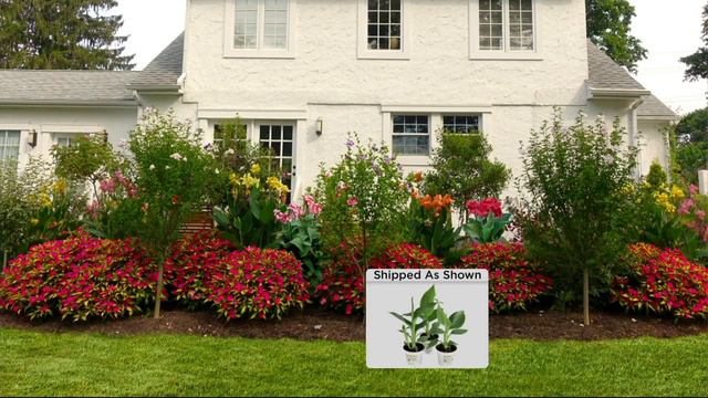 Cottage Farms 3-pc Tropical Dream Cannova Canna Collection on QVC смотреть онлайн