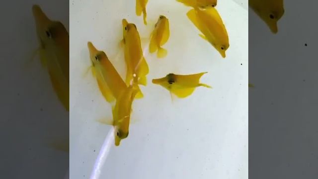 Zebrasoma flavescens смотреть онлайн