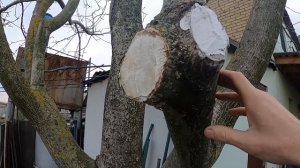 Чем лучше замазывать срезы на садовых деревьях