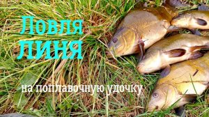 Ловля ЛИНЯ на удочку