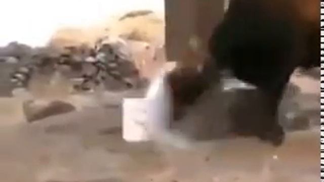 bull vs dafy duck on drugs смотреть онлайн