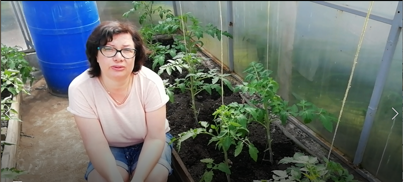 Подвязка помидоров в теплице. смотреть онлайн