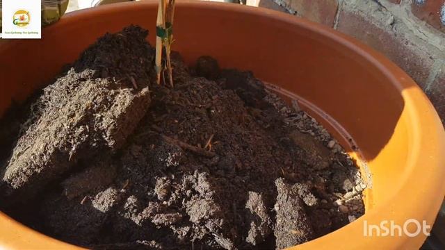 Planting kiwi vine in my patio container~ Growing hardy kiwi fruit in containers смотреть онлайн