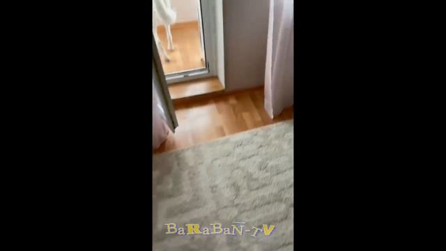 Подборка смешных котов и собак для прекрасного настроения! смотреть онлайн