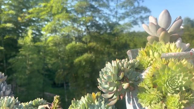 妈妈煲些鸽子汤给老祖婆，给她补补身子，希望早日康复【乡村大姐】