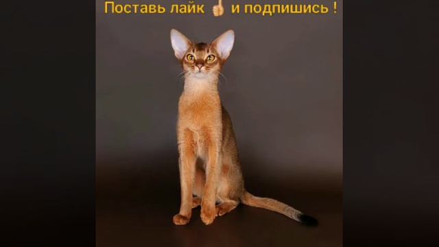 Абиссинки-Африканки - Слайд-шоу.