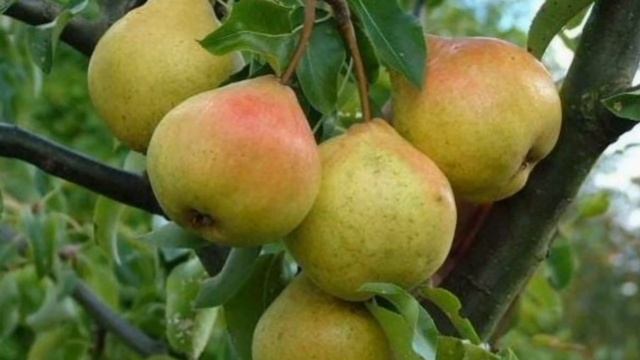 Груша для Организма польза или вред смотреть онлайн