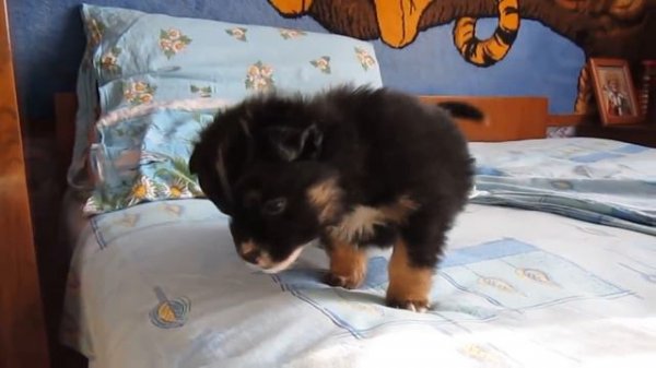 Маленькая злюка :)