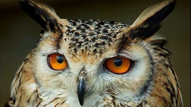 Вэй у вэй - 6.  Здесь.