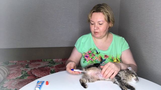 Как градусником измерить температуру кошке, легкий способ померить температуру котенку смотреть онлайн