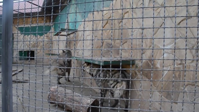 Скандал в семье гиен ! смотреть онлайн