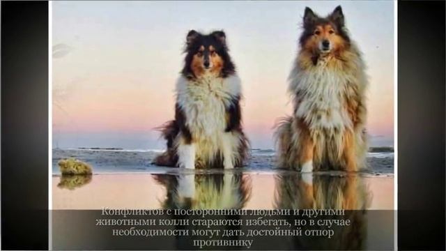 Колли Средние породы собак смотреть онлайн