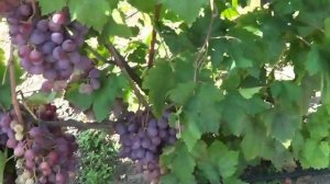 Сорт винограда Красная Роза