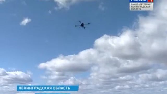 В Ленобласти за урожаем топинамбура следят беспилотники смотреть онлайн