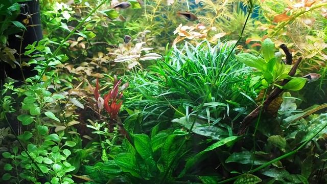 Выбор грунта для растительного аквариума смотреть онлайн