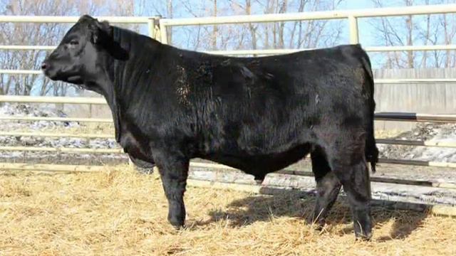 Callies Angus смотреть онлайн