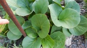 Бадан в саду. Вечнозеленое растение Бадан.