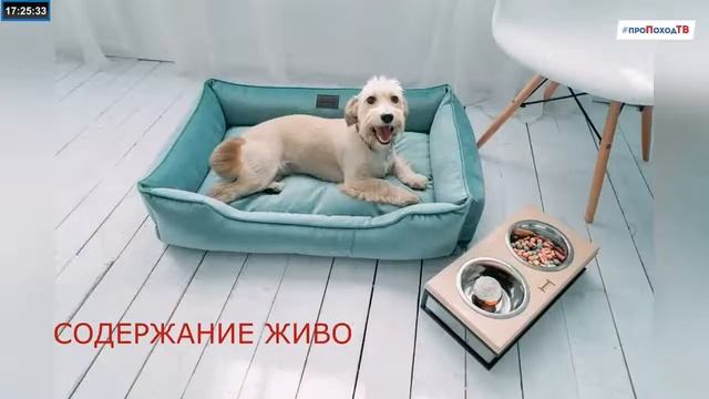 Все о приютах для бездомных животных. смотреть онлайн