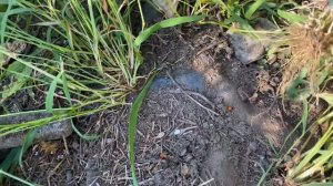 Постелили АГРОТКАНЬ/АГРОВОЛОКНО в саду на огороде, а сорняки прут... Почему?