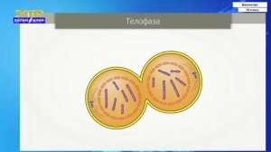 10-класс  | Биология |  Деление клетки. Митоз  и мейоз