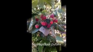 Летние сорта малины)))) Болгарский Рубин и Дельбар Монифик ( или Шапка Гугуце )