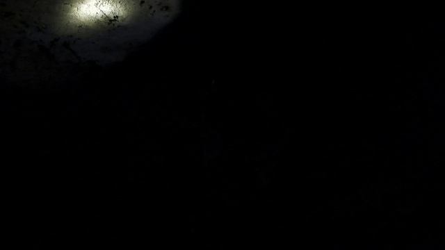 snakes and bats in Mexico's Kantemo. смотреть онлайн