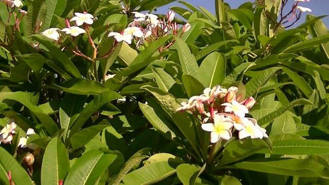 PLUMERIA DE FLOR AMARILLA: Plumeria alba (www.riomoros.com) смотреть онлайн