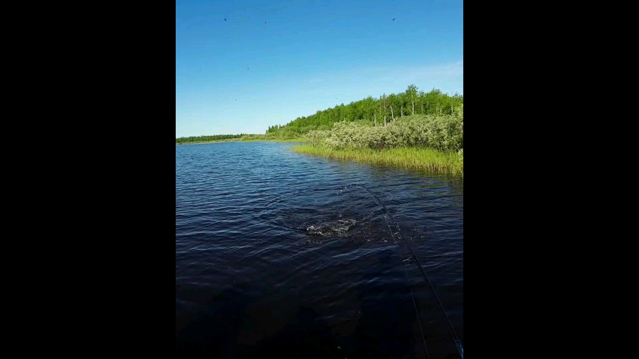 новая приманка в деле #рыбалка #щука #спининг #fishing #pike #pikefishing смотреть онлайн