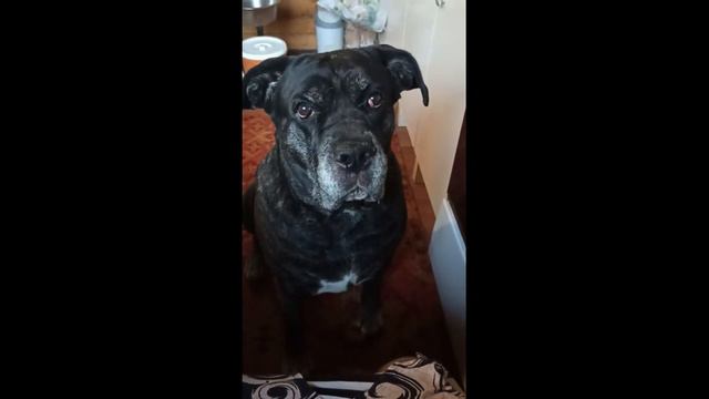 Кане корсо Cane corso Господа! Подайте что-нибудь на пропитание бывшему депутату ГД!! (12 стульев смотреть онлайн